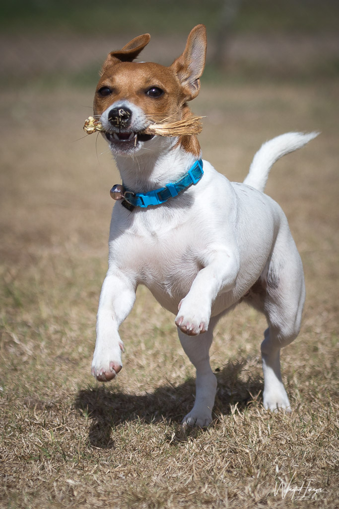 Puppy Portrait