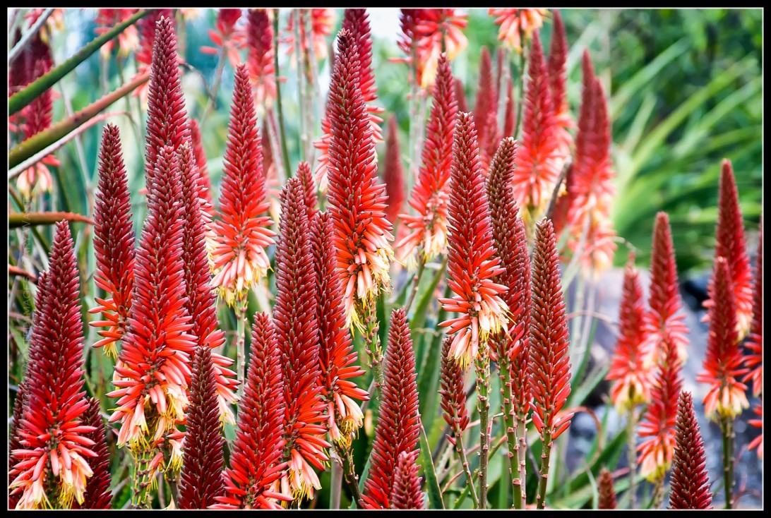 Another yet to be identified from the Mt Coot-tha Botanical Gardens