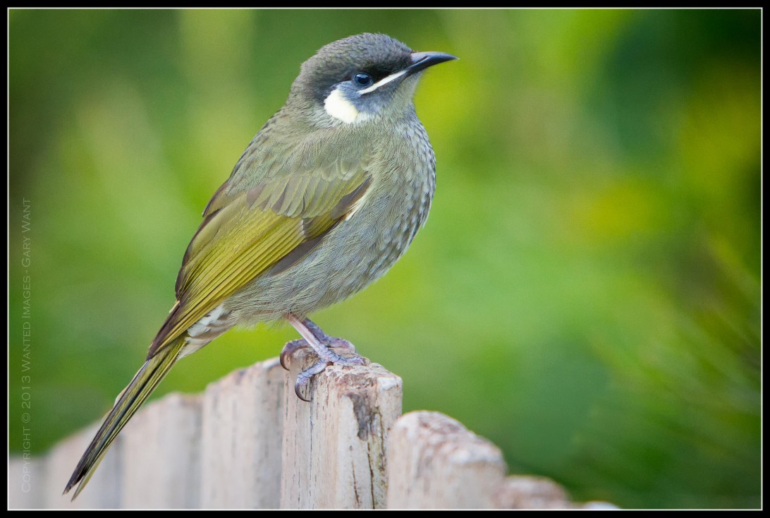 Lewins Honey Eater