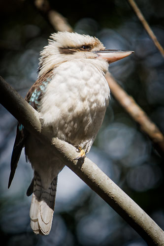 Wildlife
