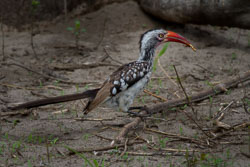 Wildlife