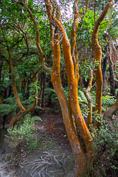 New Zealand