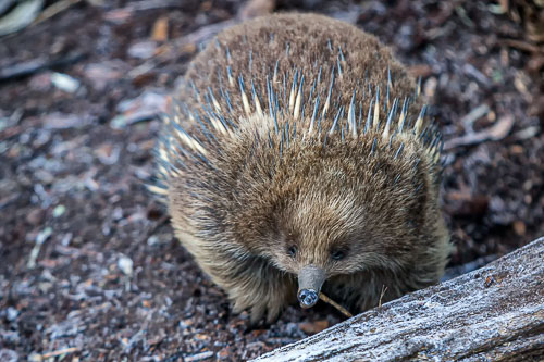 Tasmania