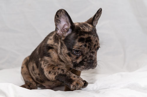 Puppies 2019