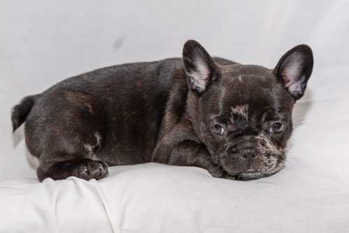 Puppies 2019