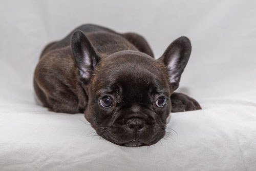 Puppies 2019