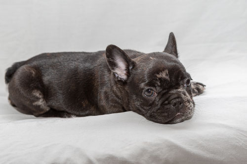 Puppies 2019