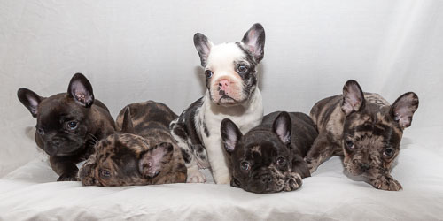 Puppies 2019