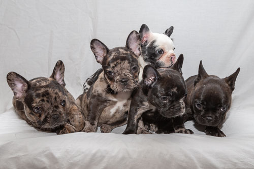 Puppies 2019