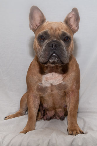 Puppies 2019