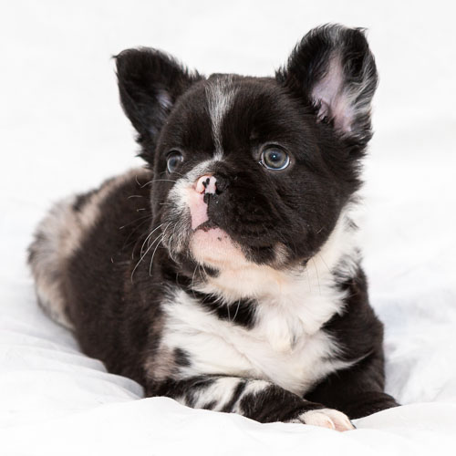 Puppies 2020