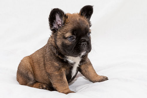 Puppies 2020