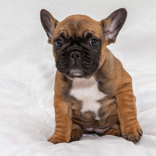 Puppies 2020