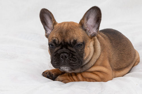 Puppies 2020