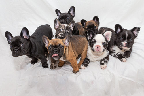 Puppies 2020