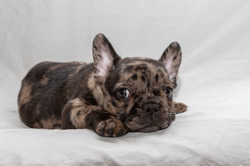 French Bulldogs  2019 Litter