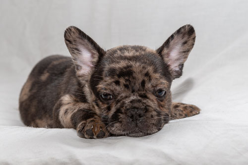 Pet Photography