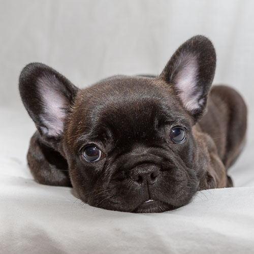 French Bulldogs  2019 Litter