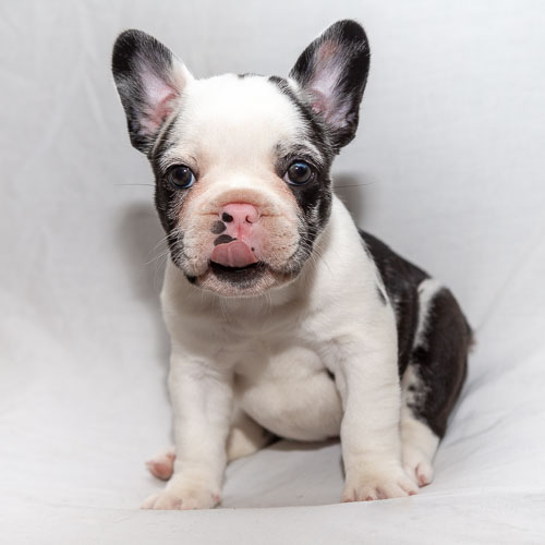 Pet Photography