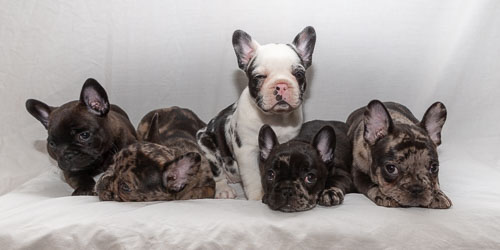 Pet Photography