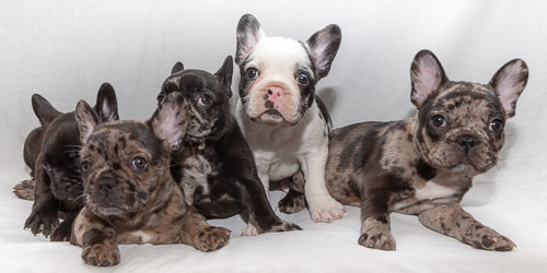 Pet Photography