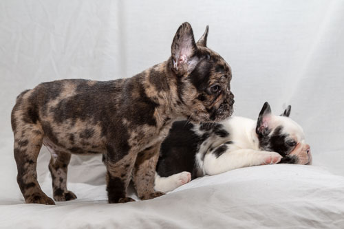 French Bulldogs  2019 Litter