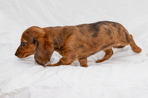 Pet Photography