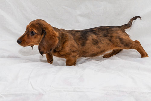 Pet Photography