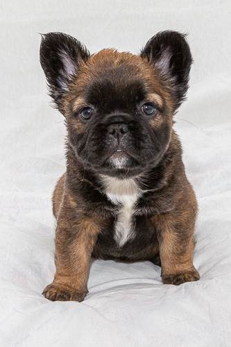 Pet Photography