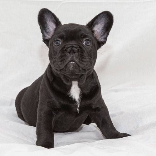 French Bulldogs 2020 Litter