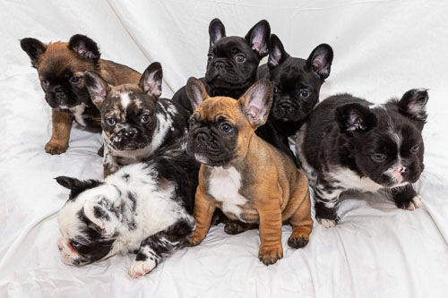 French Bulldogs 2020 Litter