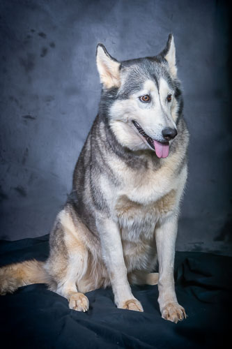 Pet Photography