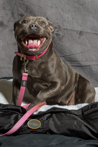 Pet Barn Shoot