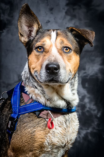 Pet Barn Shoot